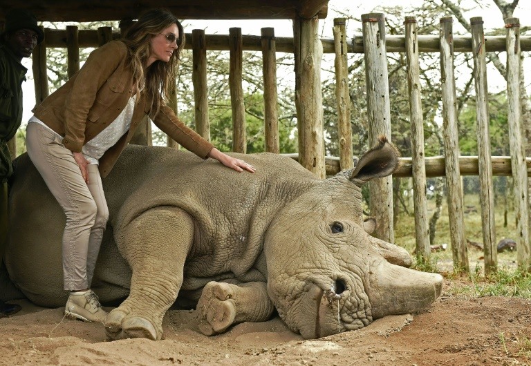 Sudan, the Worlds Last Male Northern White Rhino, Dies Aged 45