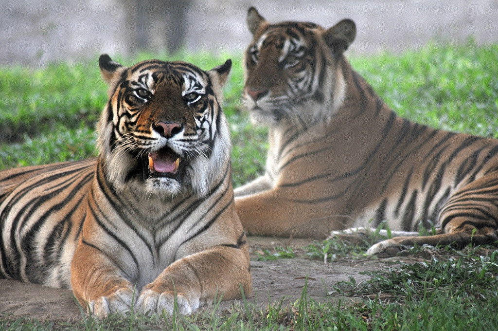 Pelaku Perdagangan Kulit  Harimau  Diserahkan ke Kejati