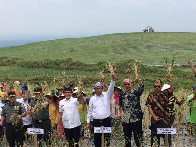 Aksi Menteri Arman Panen 116 Hektare Bawang Putih