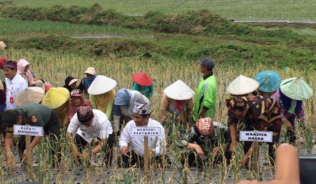Mentan Amran Percepat Target Swasembada Bawang Putih