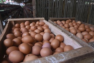 Tidak Ada Telur Palsu