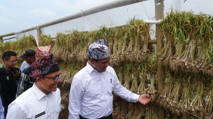 Amran Kagum dengan Hamparan Lahan Bawang Putih Ijen