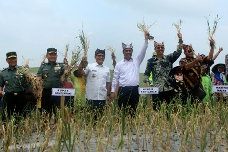 Impor Bawang Terjadi Karena Warga Malas Menanam