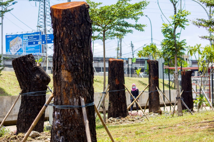 Sandi Tebang 101 Pohon demi Cegah Korban