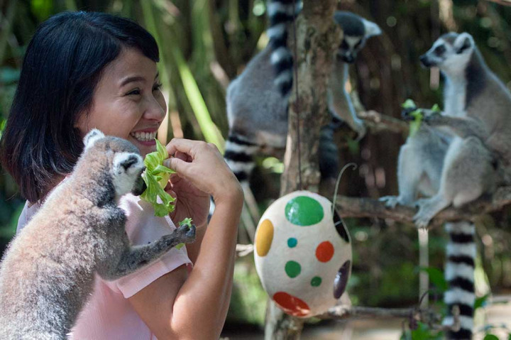Saat Lemur dan Harimau Bali Zoo Nikmati 'Telur Paskah'