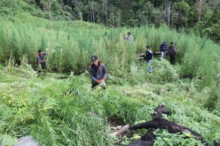 Petugas Temukan Satu Hektare Ladang Ganja di Bengkulu