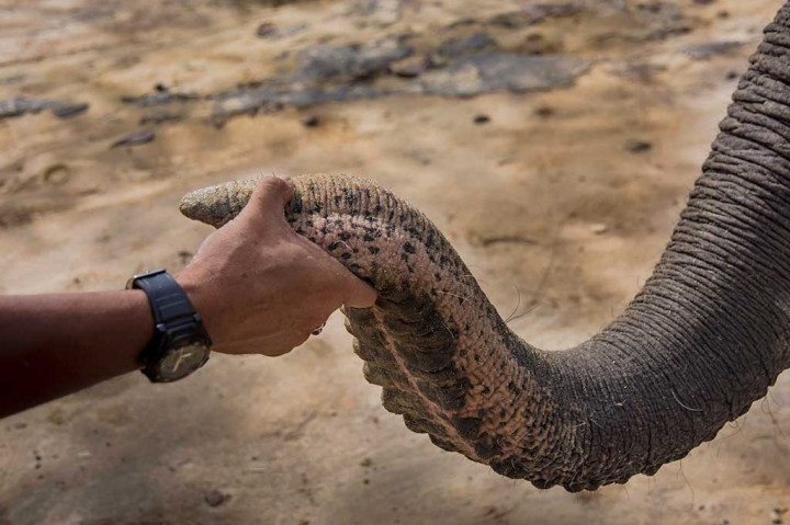 Lebih Dekat dengan Konservasi Gajah Riau