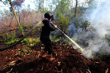 50 Hektare Lahan Gambut di Rokan Hilir Terbakar