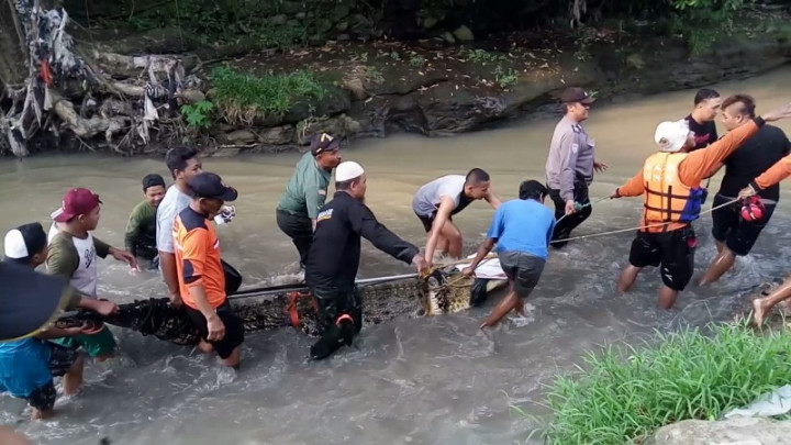 Buaya Peliharaan Sepanjang 4 Meter Lepas di Sungai Sasak