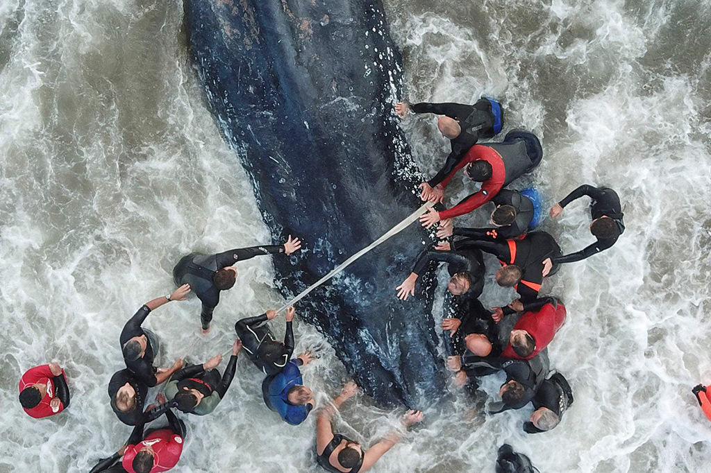 Paus Bungkuk Mati Setelah Terdampar 3 Hari di Pantai Argentina