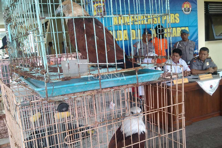 Polda DIY Tangkap Penjual Satwa Dilindungi
