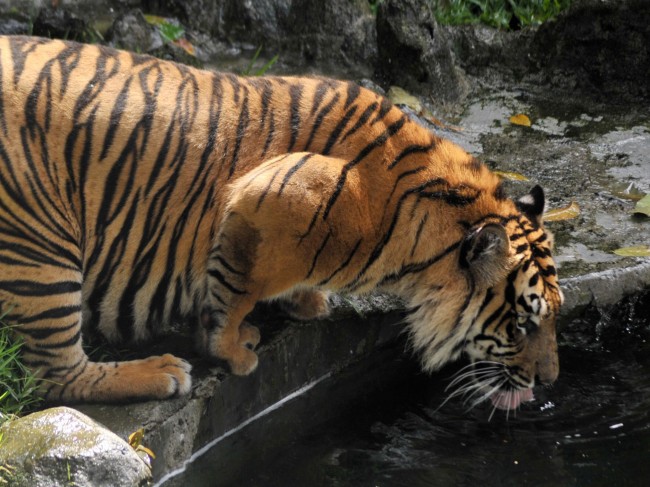 BKSDA Sumbar Tangkap Anak Harimau di Kabupaten Agam