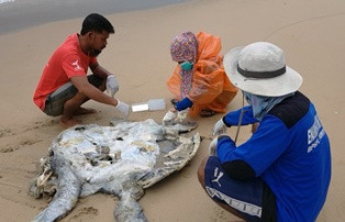 Kerusakan Lingkungan Diduga Penyebab Puluhan Penyu di Sambas Mati