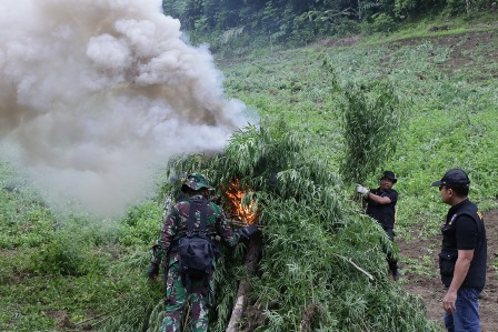 BNN Musnahkan 33 Ton Ganja Siap Panen
