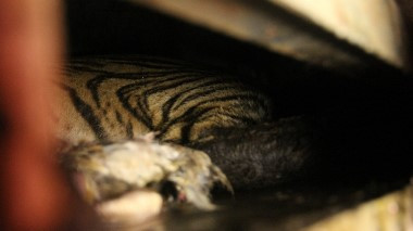 Harimau Bonita Dievakuasi ke Dharmasaraya