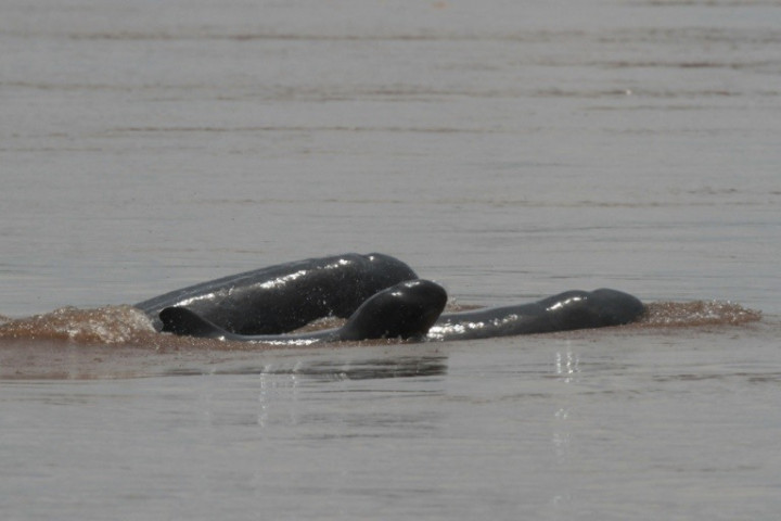 Threatened Cambodia River Dolphins Making 'Historic' Rebound
