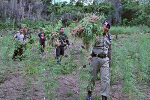 7 Hektare Ladang Ganja Ditemukan di Aceh