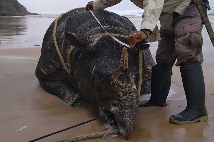 Badak Bercula Satu Mati di TNUK