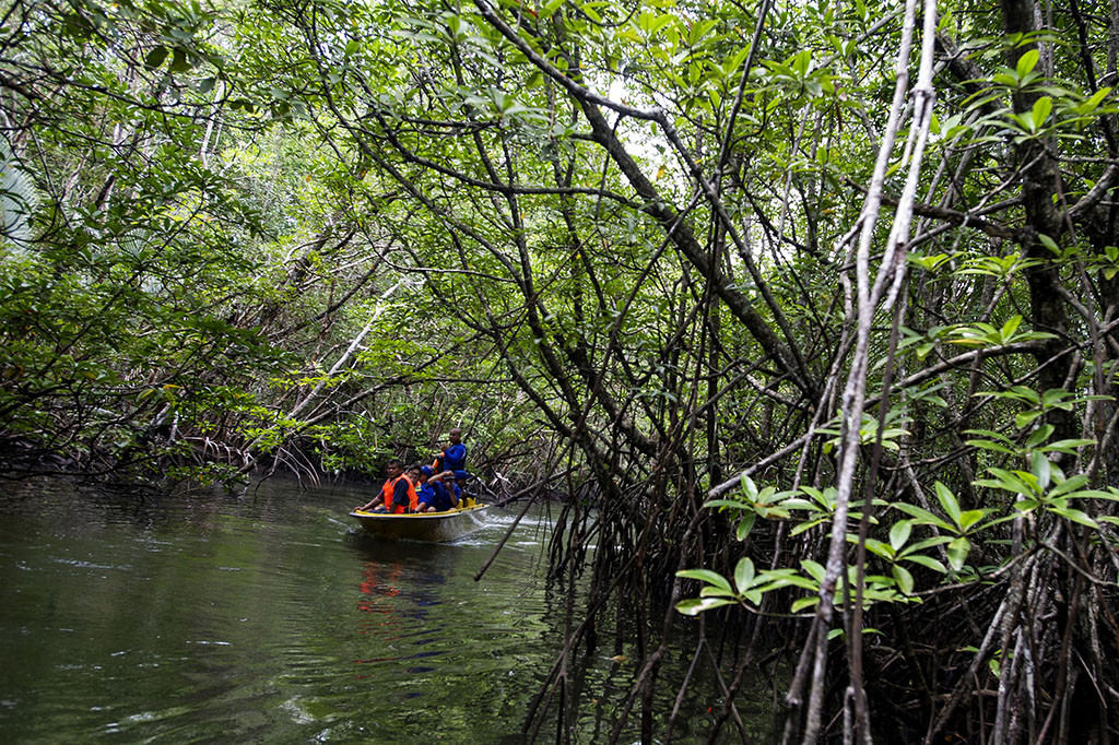 Menelusuri Pesona Hutan Bakau Bintan