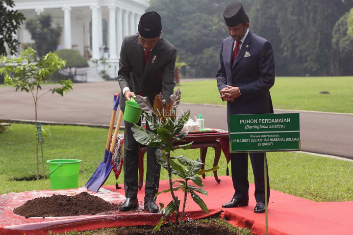 Jokowi Ajak Sultan Brunei Tanam Pohon Perdamaian