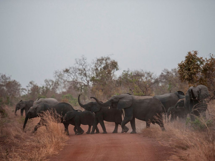 5 Juta Orang Afrika Terancam Kelaparan Akibat Kemarau Panjang
