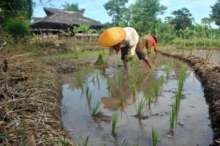 Cara Uu Untuk Sejahterakan Petani Jabar