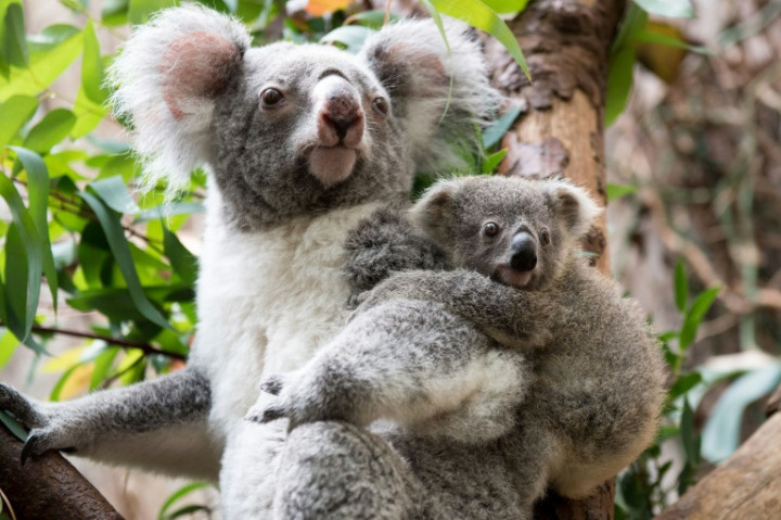 Australia Pledges Cash to Help Save the Koala