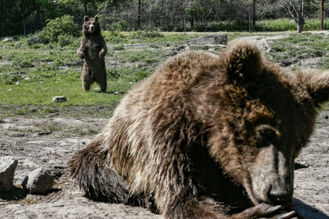 Patrick, a three-year-old bear who was abandoned as an infant,