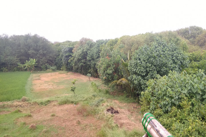 Tiap Tahun, Hutan Mangrove di Indonesia Hilang hampir Seluas Singapura