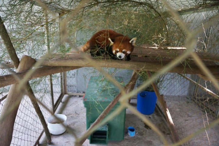 'Kung Fu' Red Pandas Settle into New Laos Sanctuary