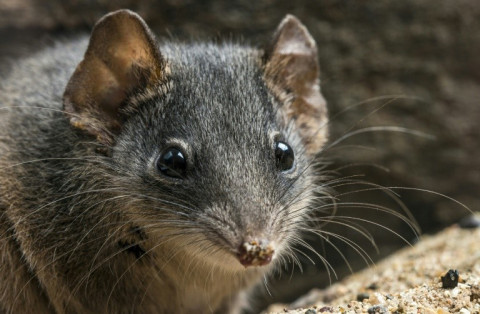 The silver-headed antechinus: frenzied sex sessions are