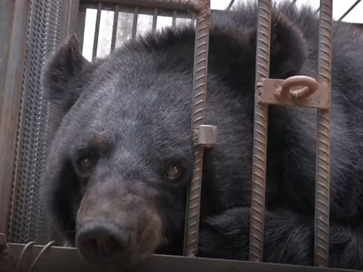 Dikira Anak Anjing, Keluarga di Tiongkok Pelihara Beruang