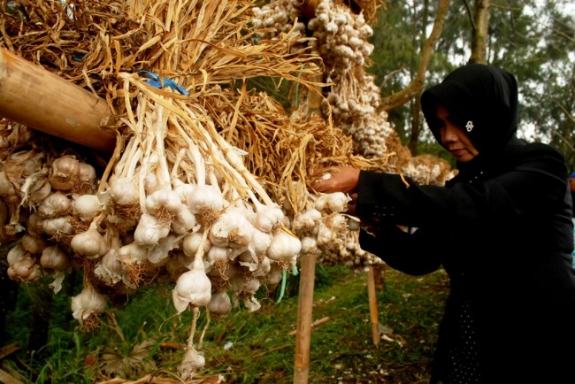 Petani Sebut Ada Praktik Jual Beli Kuota Bawang Putih