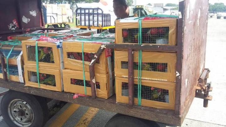 353 Burung Nuri akan Dikembalikan ke Habitatnya