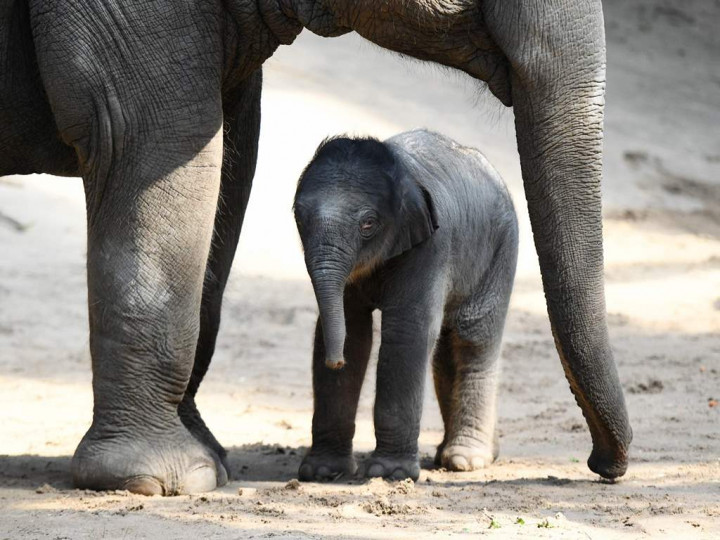 6 Gajah Kerdil Kalimantan Ditemukan Tewas di Malaysia