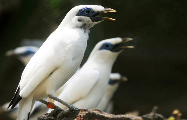 Pusat Penangkaran Jalak Bali Resmi Dibuka