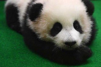 Bayi Panda yang Lahir di Malaysia Diperkenalkan ke Publik