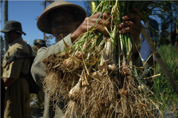 Kejaksaan-Polisi Bersinergi Tangani Kasus Bawang di NTB