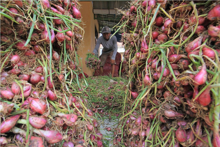 Bea Cukai Aceh Musnahkan 33 Ton Bawang Merah
