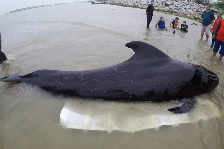 Telan 8 Kg Kantong Plastik, Seekor Paus di Perairan Thailand Mati