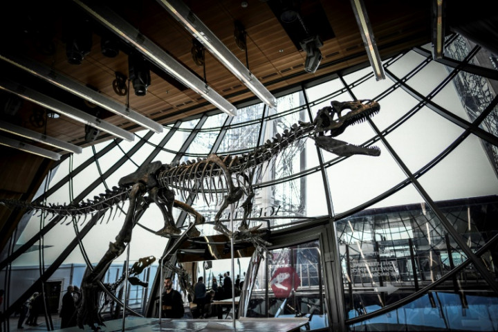 Rare Dinosaur Skeleton Sells for Two Million Euros