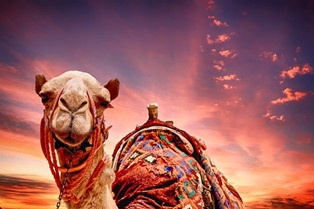 Pesan Nabi bagi Pengemudi Kendaraan Pribadi