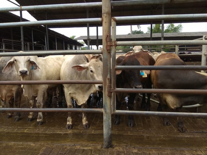 Satgas Pangan Pastikan Stok di Banten Aman saat Lebaran