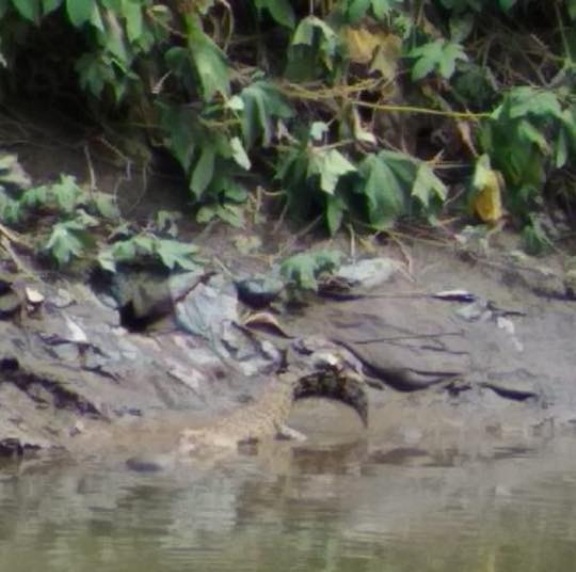 Ada Buaya 2 Meter Berjemur di Sungai Deli