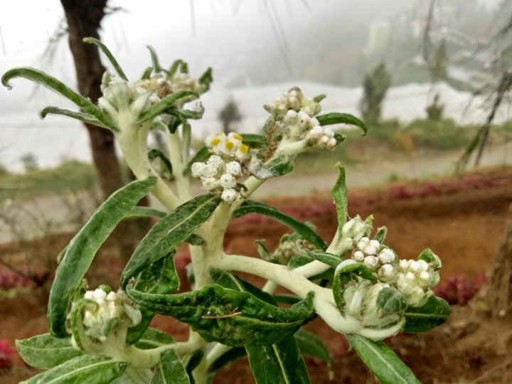 Budidaya Edelweis, Selamatkan Bunga Abadi dari Kepunahan
