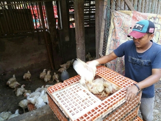 Solo Gelar Operasi Pasar Kendalikan Harga Daging Ayam