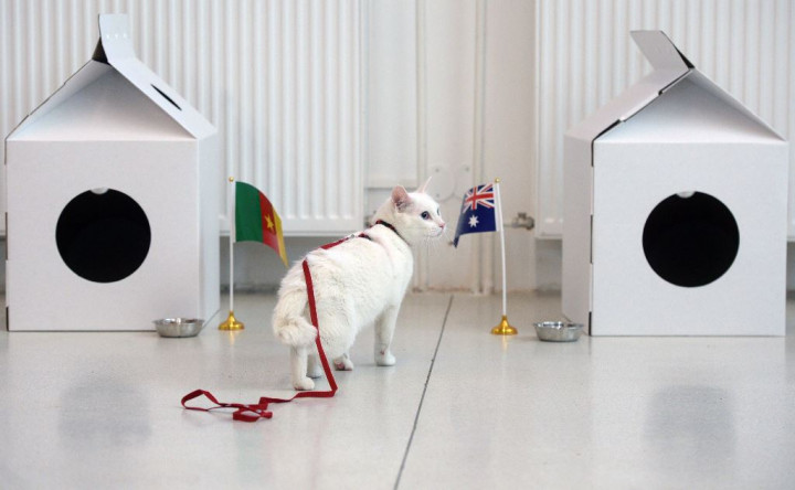 Achilles Si Kucing Peramal di Piala Dunia 2018