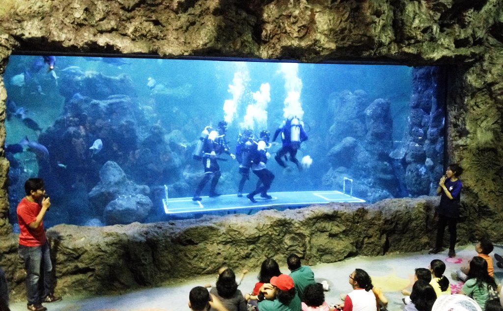 Selain bermain dan menikmati hiburan, banyak nilai edukasi yang dapat ditanamkan kepada anak di Seaworld Ancol (Foto:Medcom.id/Anggi Tondi Martaon)