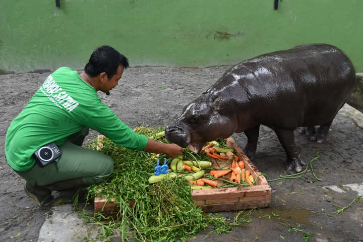Hewan di Kebun Binatang tak Butuh Makanan Pengunjung