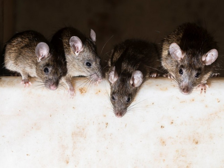 Uang Rp248 Juta Hancur Digerogoti Tikus di ATM